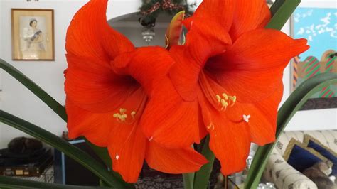 With a little fertilizer and summer sun, your amaryllis will bloom again, bigger and better than ever! Red Amaryllis Bloom 2013 | Red amaryllis, Bloom, Amaryllis