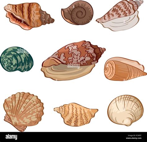 Set Seashells Vector Stock Vector Image And Art Alamy