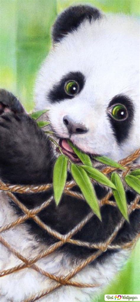 30 Baby Panda Iphone Wallpaper Hd Bizt Wallpaper