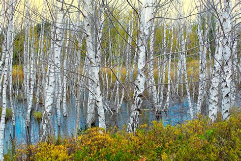 Birch Trees At Tawas Point Michigan Photography By John Holliger