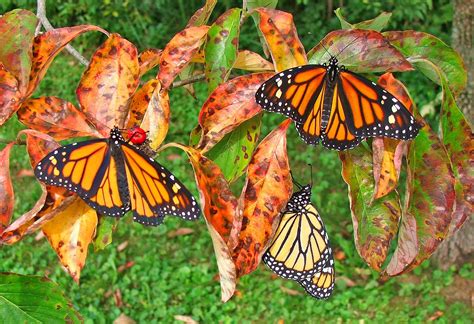 Monarchs Of The Day 2 Males And 1 Female C2018 16 September
