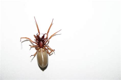 Einen spinnenbiss zeitnah mitzuerleben, ist die ausnahme. Spinne giftig? Foto & Bild | stillleben, arrangierte ...