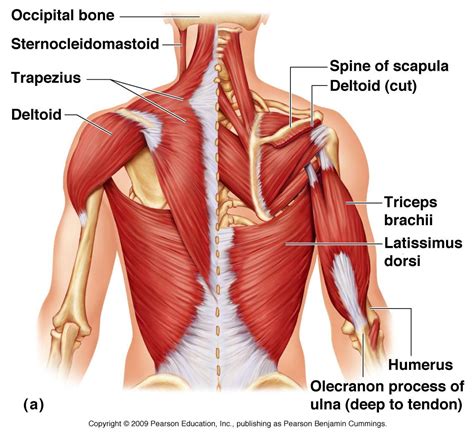 It forms the axial skeleton together with the skull and rib cage. Trapezius Muscle Content | Human body anatomy, Arm muscle ...