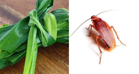 Maybe you would like to learn more about one of these? Lipas Berterbangan, Ini Cara Hapuskan Lipas Cara Murah Dan ...