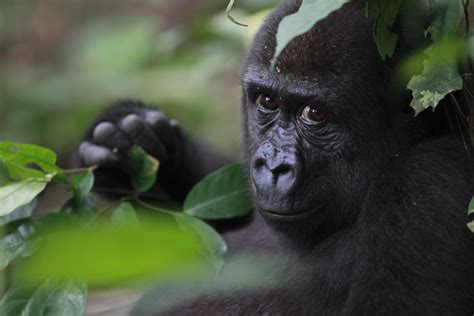 Time To Declare This Gorilla Haven A National Park
