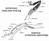 Arthropod Arthropods Crustaceans sketch template