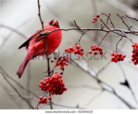 Red Cardinal Red Berries Tree Winter Stock Photo Edit Now 42004618