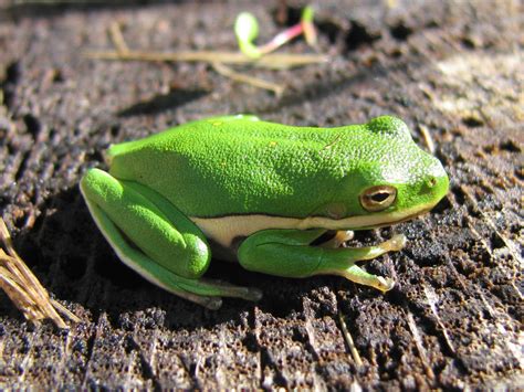 American Green Treefrog Field Guide To The Wildlife Of Shelby Forest Tennessee Naturalista