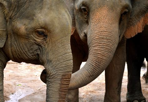 A Reassuring Trunk Evidence Of Consolation In Elephants