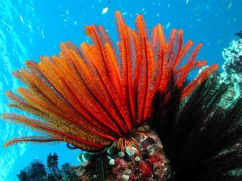The great barrier reef in queensland is the world's largest coral reef. Information About the Great Barrier Reef