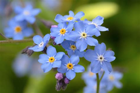 Oh~ ni je ke colour bunga ni?. Forget-Me-Not Flower Division - How To Divide Forget-Me-Nots