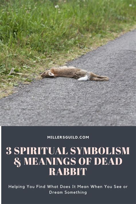 3 Spiritual Symbolism And Meanings Of Dead Rabbit