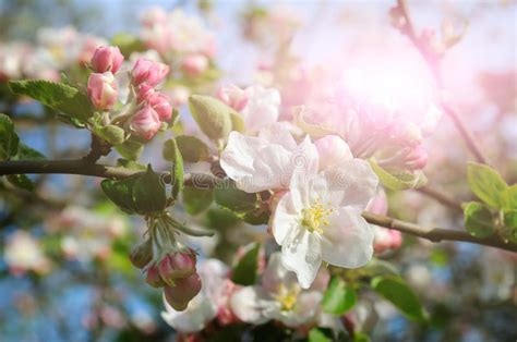 Flowers Of An Apple Tree In The Rays Of A Bright Sun Stock Photo