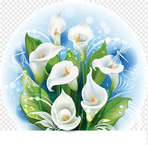 White Calla With Dragonfly Png Pngwing