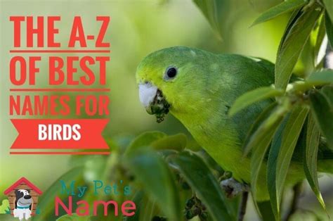 450 Bird Names The A Z Of Best Names For Birds My Pets Name