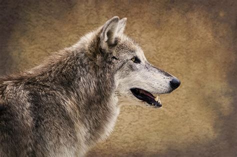 Grey Wolf Profile Photograph By Amy Jackson Pixels