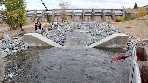 Salmon In The Sacramento River Continue To Struggle • Sacramento News