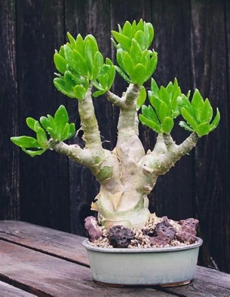 Tylecodon Paniculatus Indigenous South African Succulent 10 Seed