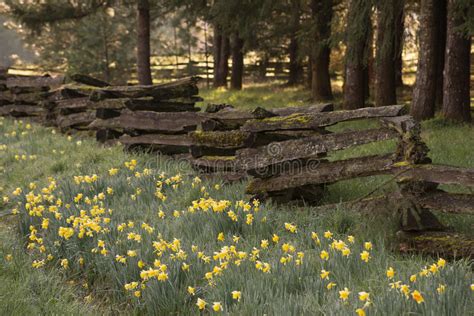 Hold the planter box up to the fence where you want it to hang and put a carpenter's level on top to check for level. Wooded Daffodil Row stock image. Image of meadow, season ...