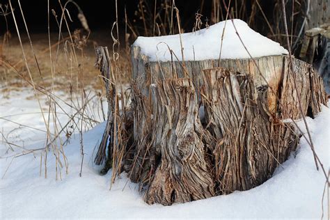 Winter Stump Photograph By David T Wilkinson Fine Art America