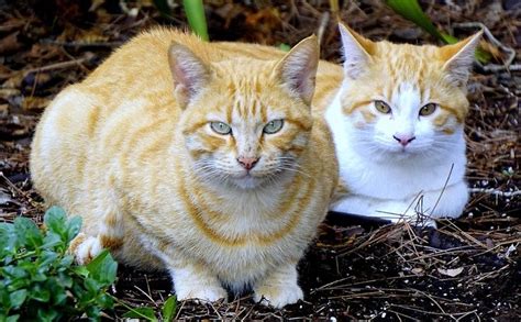 Inserimento Di Un Nuovo Gatto In Casa Come Fare MicioGatto It