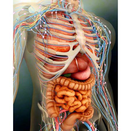 There are more than 22 organs in the human body. Perspective view of human body whole organs and bones ...