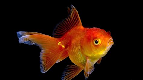 Gold Fish Wallpaper 67 Pictures