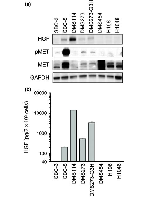 Expression Of Hepatocyte Growth Factor Hgf Phosphorylated Met