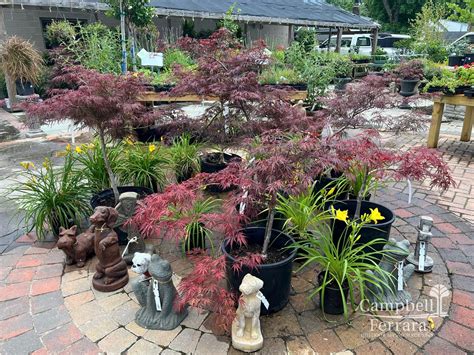 Specials And Events Landscaping Campbell And Ferrara