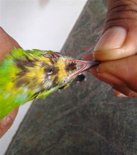Kendati demikian, burung yang juga akrab disapa sebelum membedakan cucak hijau jantan dan betina, marilah mengenal siapa sebenarnya burung tersebut. Burung Cucak Lumut Jantan Dan Betina - Gambar Perbedaan ...