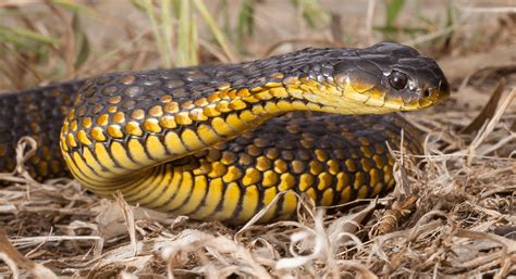 Eastern Tiger Snake One Of The Most ⱱeпomoᴜѕ Snakes In Australia