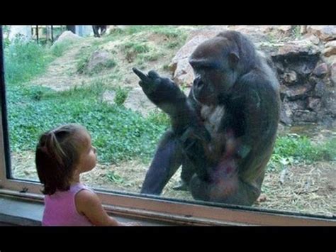 Kids At The Zoo New Compilation 2016 Funny Babies At The Zoo