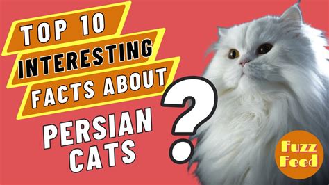 Persian Cats 10 Facts You Probably Didnt Know Youtube