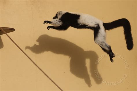 Leaping Lemur By Squashmequickly On Deviantart