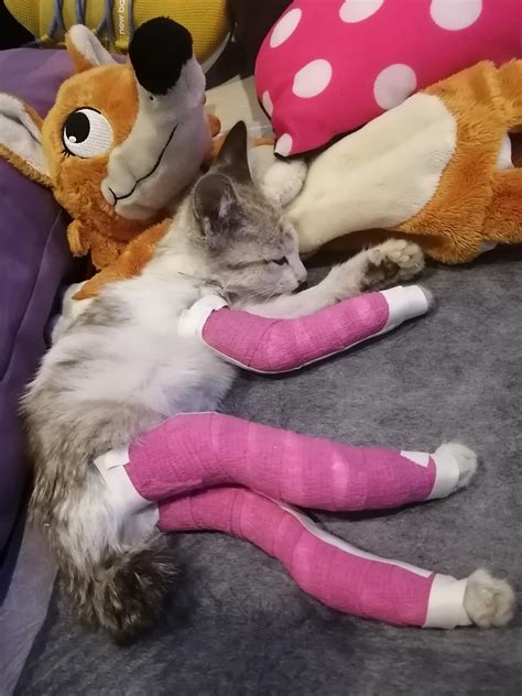 From my judgment she has a sprain, and no signs of extreme discomfort. Cat Limping Back Leg Reddit - Pets Ideas