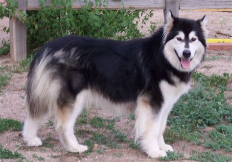 Browse dog breeds and puppies for sale from a to z. Mythic Alaskan Malamutes, Colorado breeder of exceptional quality Alaskan Malamute puppies ...