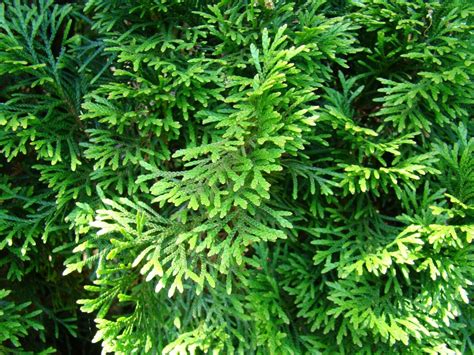 Northern White Cedar Arborvitae Thuja Occidentalis 10 Seeds Gtl09 Seeds