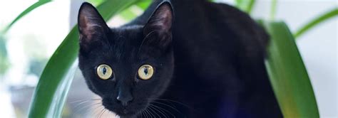 Bombay Cat Breed Facts And Personality Traits Hills Pet