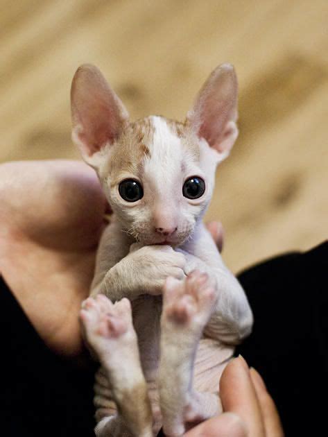 Adorable Cute Cats Hairless Cat Cute Animals