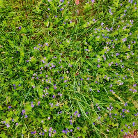 Purple Flower Grass Purple Flowers Grass Flowers