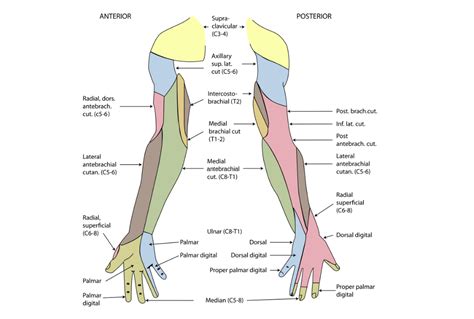 Ospe Arterial And Nerve Supply Of Upper Limb Model St Year Mbbs Of