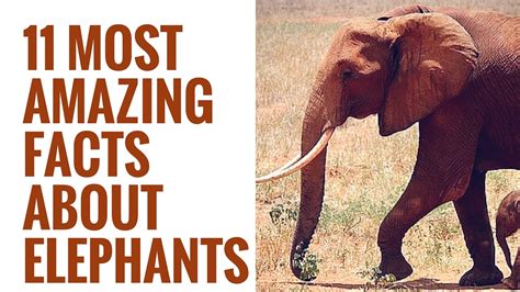 Interesting Facts About Elephants 11 Amazing Elephant Facts