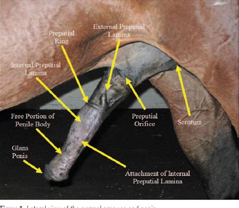 Figure 1 From Treating Equine Paraphimosis Semantic Scholar