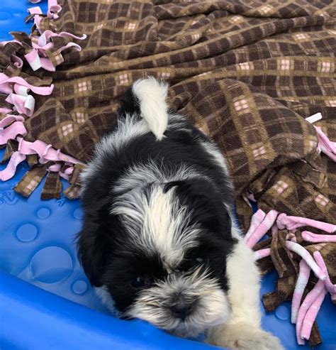 The best local pet supply store, check us out! Shih Tzu Puppies For Sale | Ashburnham, MA #299651