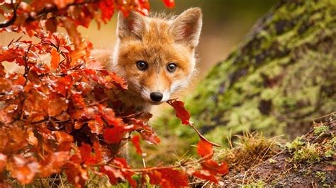 Wallpaper Cute Fox In Autumn Red Leaves 1920x1440 Hd