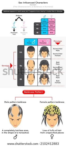 Sex Influenced Characters Infographic Diagram Example Stock Vector