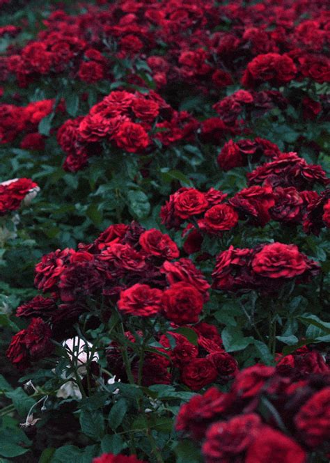 Red Roses  Tumblr