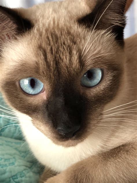I Love This Face Beautiful Cats Baby Cats Siamese Cats