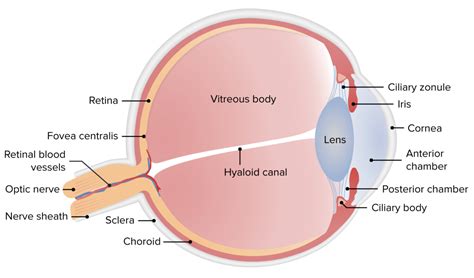 Retinal Detachment | Concise Medical Knowledge