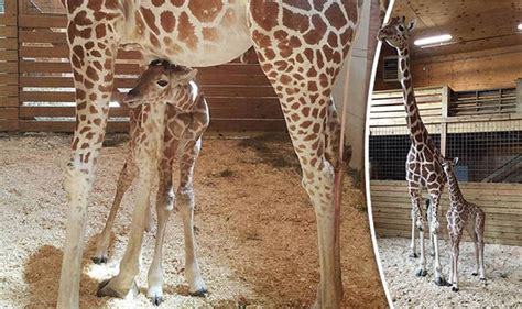 April The Giraffes Baby Named What Is The Calf Called What Does